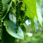 Pfeffer anbauen: Tipps und Tricks