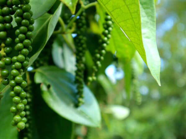 Pfeffer anbauen: Tipps und Tricks