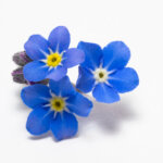 15 Gartenpflanzen und deren Symbolik