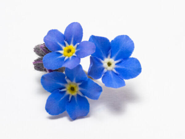 15 Gartenpflanzen und deren Symbolik