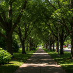 Stadtbäume und weshalb sie so wichtig für uns sind