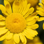 Wilde Pflanzen für Gärten mit trockenen Böden