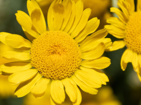 Wilde Pflanzen für Gärten mit trockenen Böden