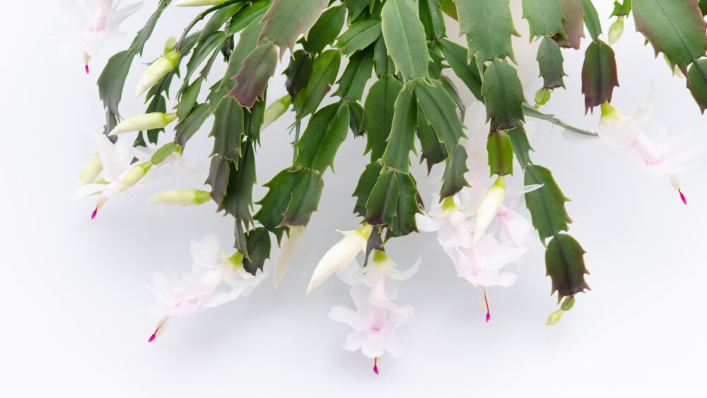 blühende Zimmerpflanze