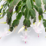 Die 10 beliebtesten blühenden Zimmerpflanzen – ein Leitfaden