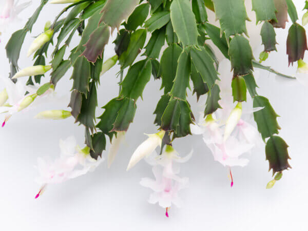 Die 10 beliebtesten blühenden Zimmerpflanzen – ein Leitfaden