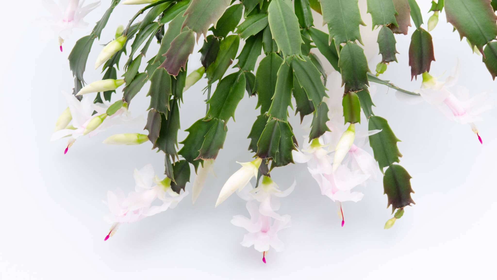 Die 10 beliebtesten blhenden Zimmerpflanzen - ein Leitfaden - Samenhaus  Gartenblog