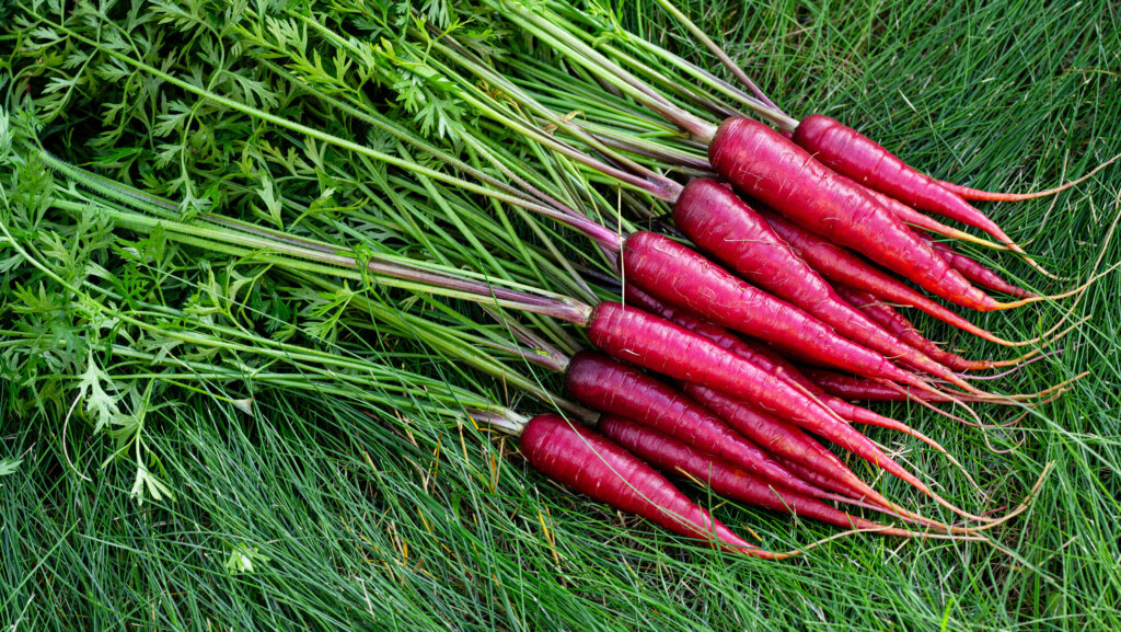 20 kuriose Fakten und unnützes Wissen aus dem Garten