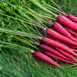 20 kuriose Fakten und unnützes Wissen aus dem Garten