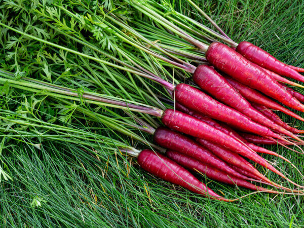 20 kuriose Fakten und unnützes Wissen aus dem Garten