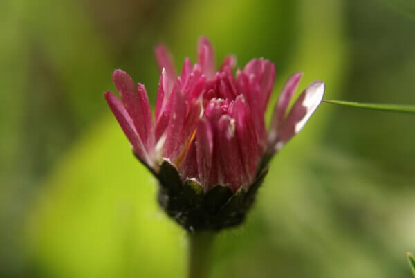 geschlossenes Gänseblümchen