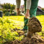 15 Tipps für ungeduldige Gärtner