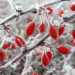 Heimische Pflanzen: Die gewöhnliche Berberitze