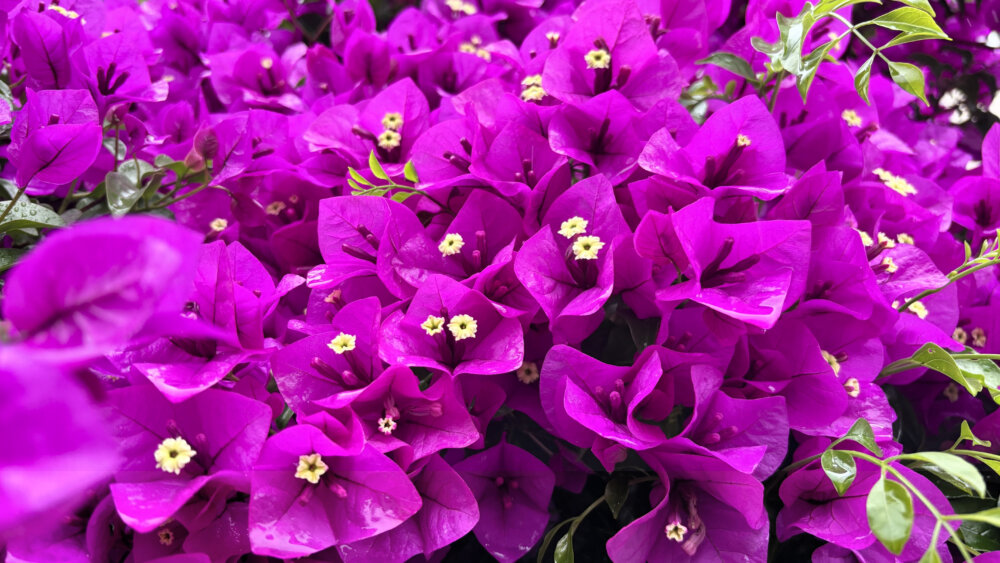 Bougainvillea