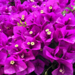 Bougainvillea – So kultivieren Sie den heißen Südländer in Ihrem Garten