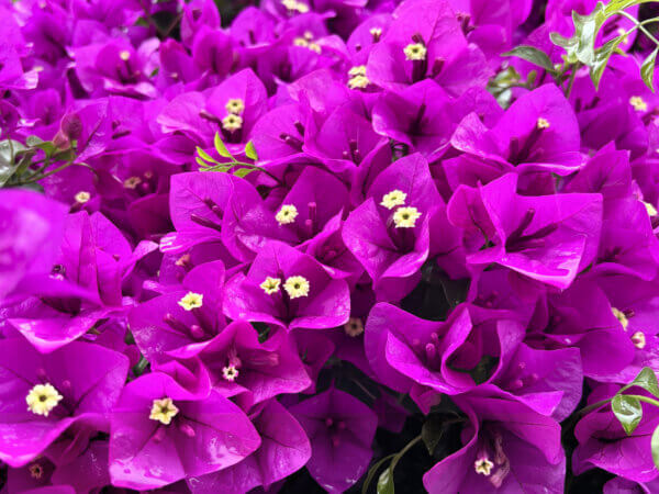 Bougainvillea – So kultivieren Sie den heißen Südländer in Ihrem Garten