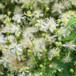 Gewöhnliche Waldrebe