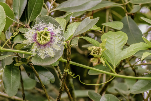 winterharte Kletterpflanzen
