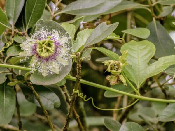 Winterharte Kletterpflanzen