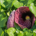 Amerikanische Pfeifenwinde