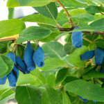 Sibirische Geißschlinge