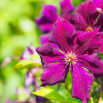 Italienische Waldrebe