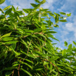 Immergrünes Geißblatt