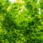 Laubbäume für den Garten – die richtige Auswahl ist wichtig