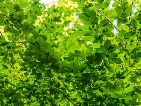 Laubbäume für den Garten – die richtige Auswahl ist wichtig