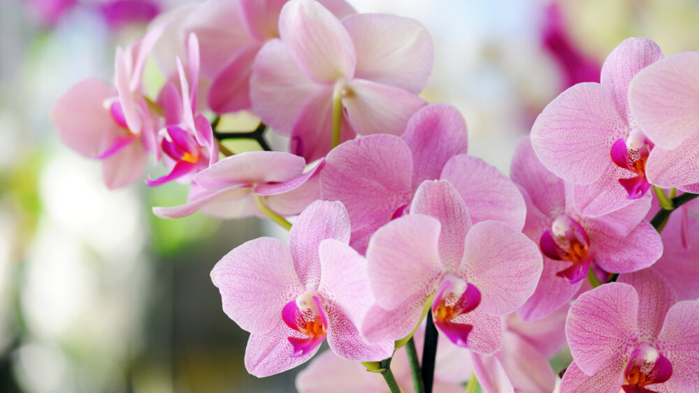 Orchidee