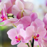 Sie fragen – wir antworten: Alles rund um Orchideen