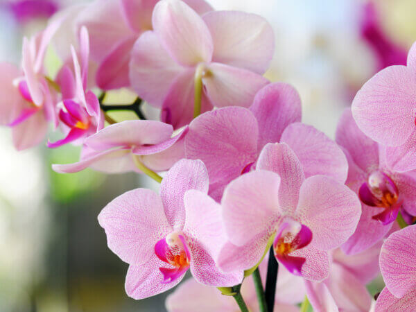 Sie fragen – wir antworten: Alles rund um Orchideen