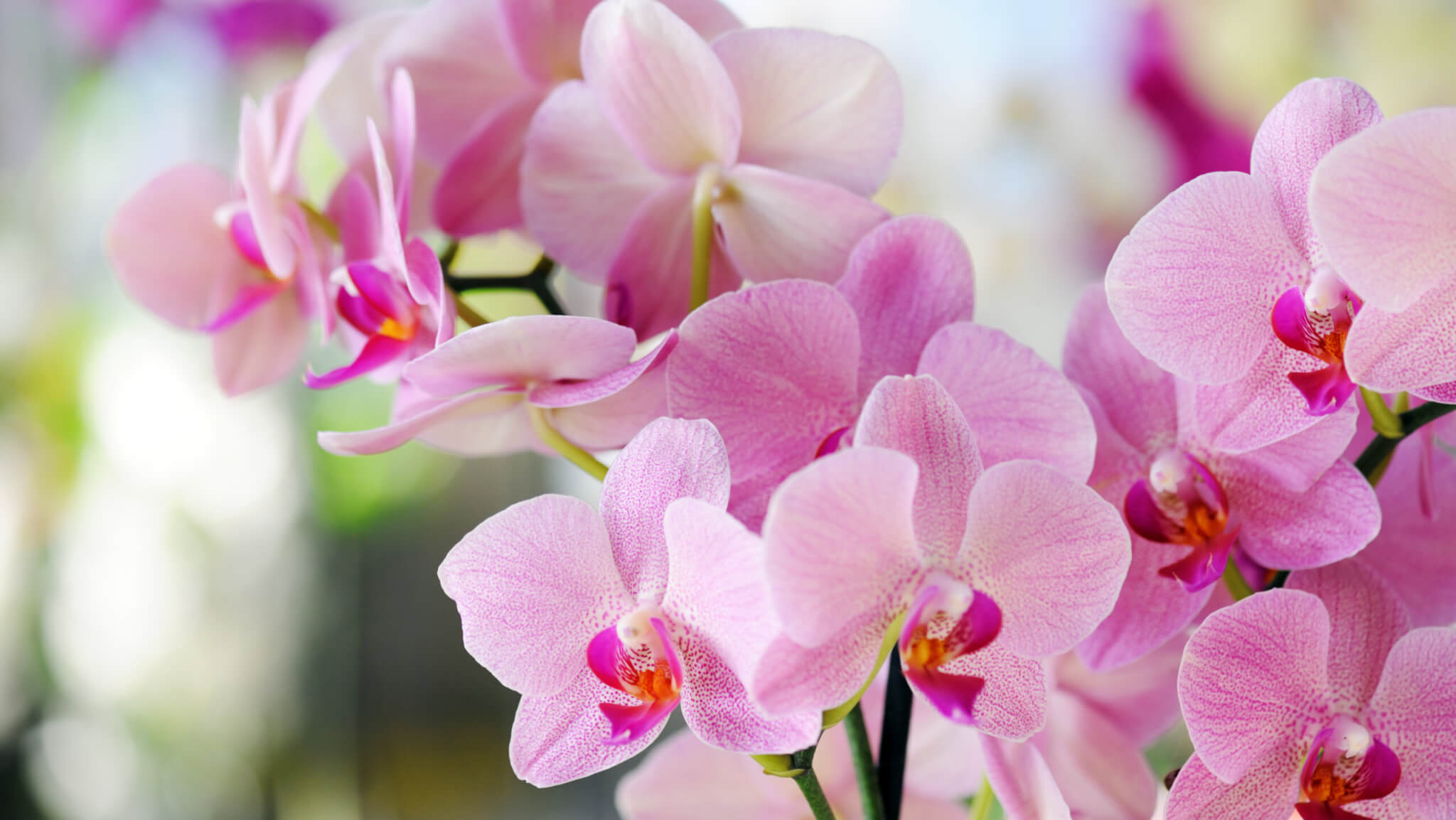 Sie fragen  wir antworten: Alles rund um Orchideen - Samenhaus Gartenblog