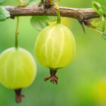 10 erstaunliche Fakten – was Sie noch nicht über Stachelbeeren wussten