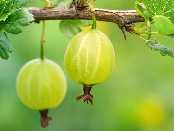 10 erstaunliche Fakten – was Sie noch nicht über Stachelbeeren wussten