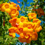 Die Trompetenblume – Anzucht und Pflege