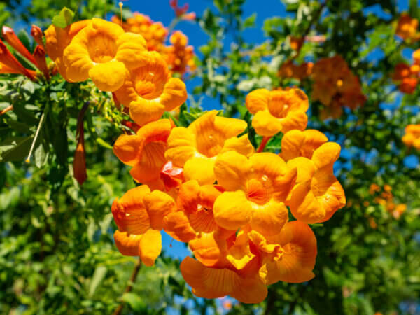 Die Trompetenblume – Anzucht und Pflege