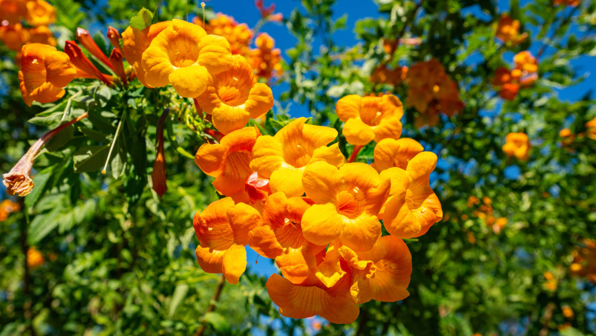 Die Trompetenblume  Anzucht und Pflege - Samenhaus Gartenblog