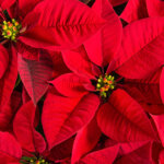 Weihnachtsstern – Geschichte, Pflege und Symbolkraft