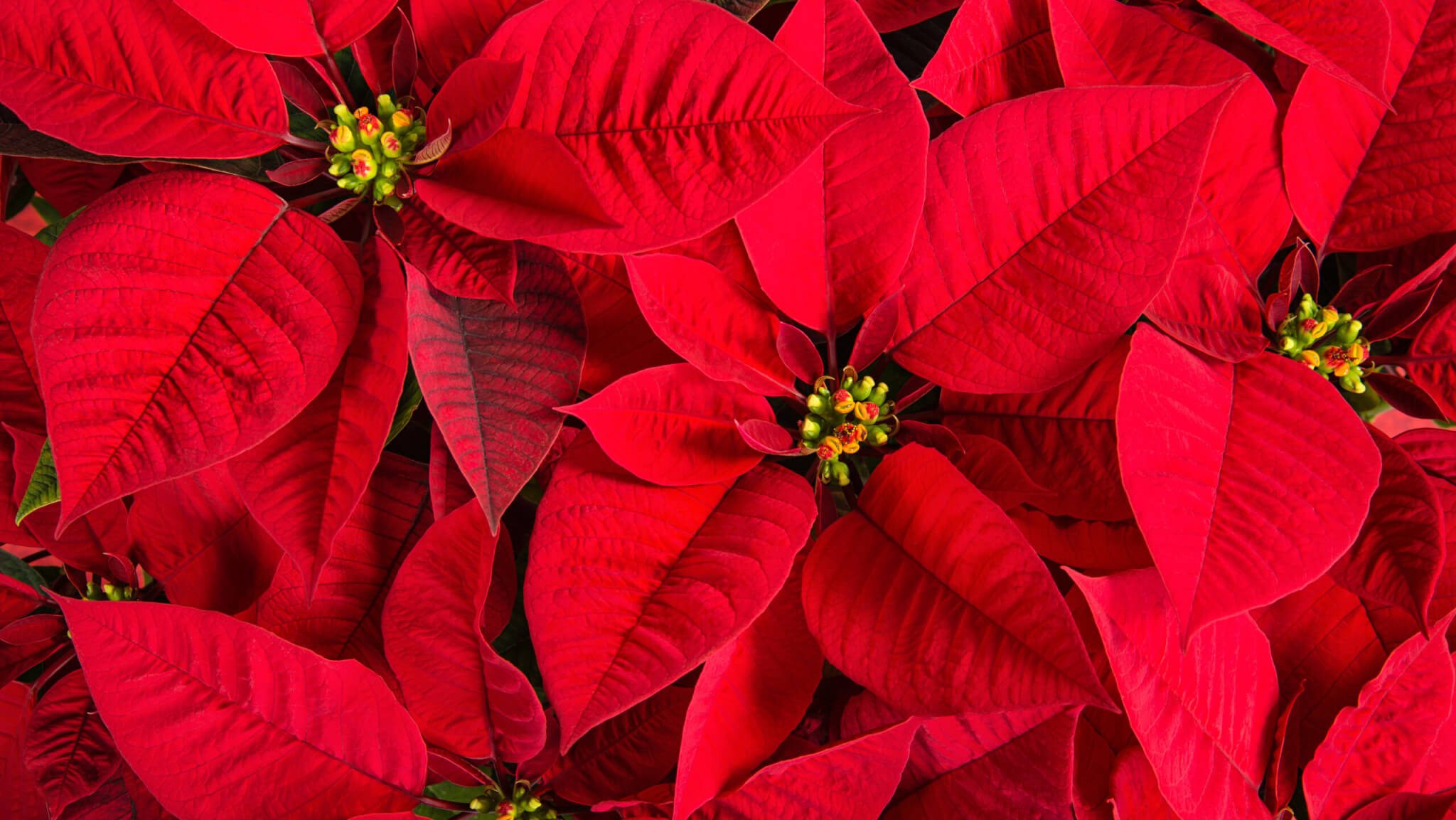 Weihnachtsstern  Geschichte, Pflege und Symbolkraft - Samenhaus Gartenblog