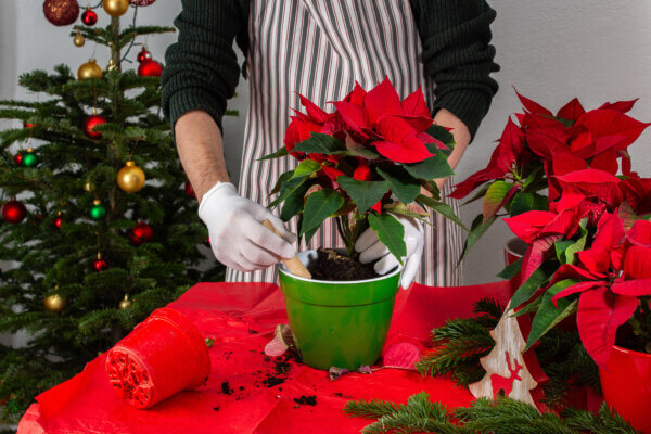 Weihnachtsstern in Kübel