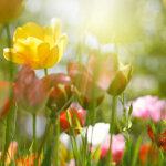 So machen Sie Ihren Garten frühlingsfit