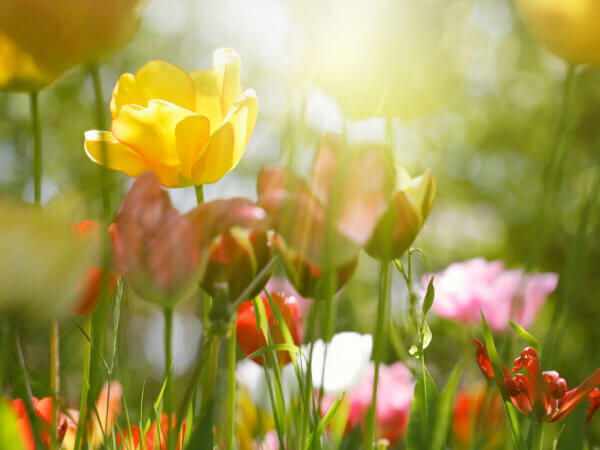 So machen Sie Ihren Garten frühlingsfit