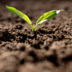 So wärmen Sie den Boden im Garten auf, um früher auszusäen