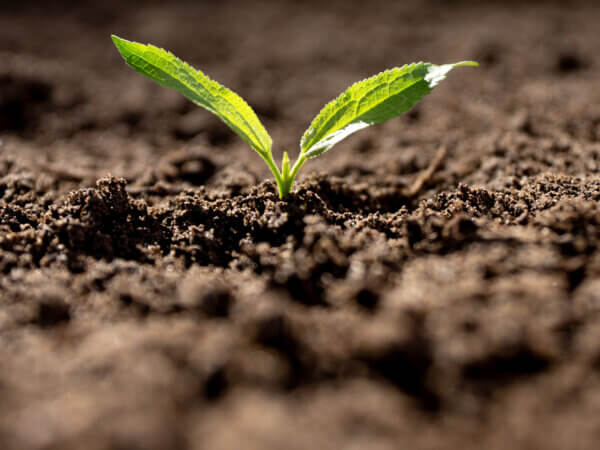 So wärmen Sie den Boden im Garten auf, um früher auszusäen