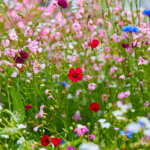 Gesunder Garten – 9 Tipps so können Sie Krankheiten und Schädlingen vorbeugen