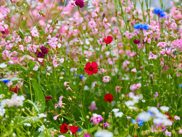 Gesunder Garten – 9 Tipps so können Sie Krankheiten und Schädlingen vorbeugen
