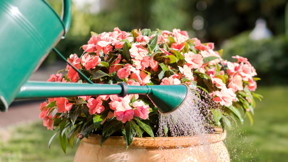 Pflanzen gießen