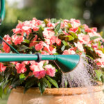 Richtig gießen ist eine kleine Wissenschaft