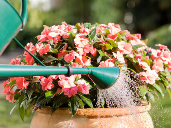 Richtig gießen ist eine kleine Wissenschaft